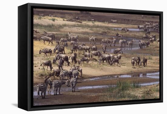 Zebras and Wildebeest Migrating-DLILLC-Framed Premier Image Canvas