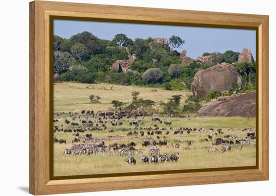 Zebras and Wildebeests (Connochaetes Taurinus) During Migration, Serengeti National Park, Tanzania-null-Framed Stretched Canvas