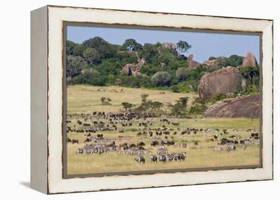 Zebras and Wildebeests (Connochaetes Taurinus) During Migration, Serengeti National Park, Tanzania-null-Framed Stretched Canvas