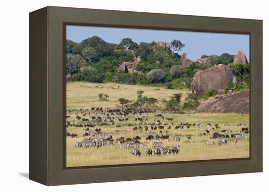 Zebras and Wildebeests (Connochaetes Taurinus) During Migration, Serengeti National Park, Tanzania-null-Framed Stretched Canvas