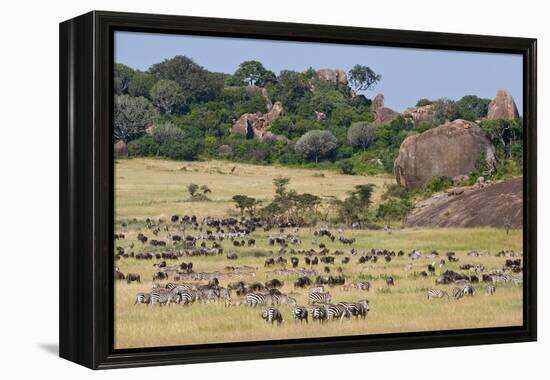 Zebras and Wildebeests (Connochaetes Taurinus) During Migration, Serengeti National Park, Tanzania-null-Framed Stretched Canvas