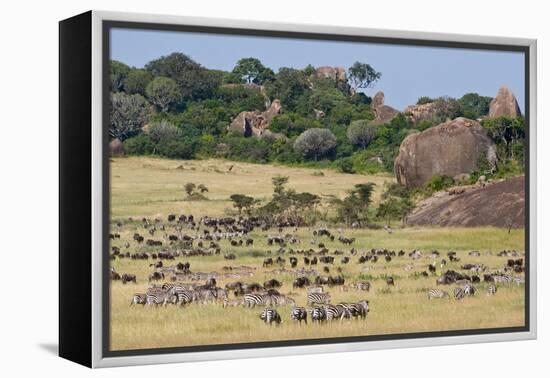 Zebras and Wildebeests (Connochaetes Taurinus) During Migration, Serengeti National Park, Tanzania-null-Framed Stretched Canvas