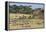 Zebras and Wildebeests (Connochaetes Taurinus) During Migration, Serengeti National Park, Tanzania-null-Framed Stretched Canvas