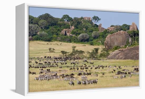 Zebras and Wildebeests (Connochaetes Taurinus) During Migration, Serengeti National Park, Tanzania-null-Framed Stretched Canvas