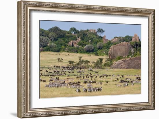 Zebras and Wildebeests (Connochaetes Taurinus) During Migration, Serengeti National Park, Tanzania-null-Framed Photographic Print