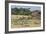 Zebras and Wildebeests (Connochaetes Taurinus) During Migration, Serengeti National Park, Tanzania-null-Framed Photographic Print