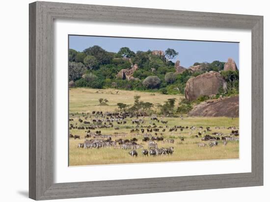 Zebras and Wildebeests (Connochaetes Taurinus) During Migration, Serengeti National Park, Tanzania-null-Framed Photographic Print