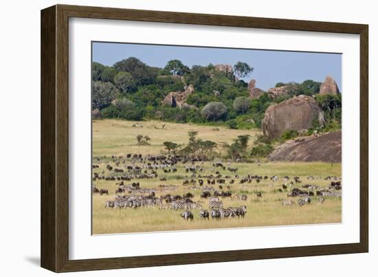 Zebras and Wildebeests (Connochaetes Taurinus) During Migration, Serengeti National Park, Tanzania-null-Framed Photographic Print
