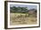 Zebras and Wildebeests (Connochaetes Taurinus) During Migration, Serengeti National Park, Tanzania-null-Framed Photographic Print