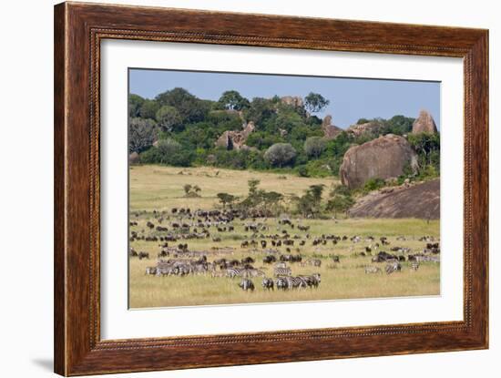 Zebras and Wildebeests (Connochaetes Taurinus) During Migration, Serengeti National Park, Tanzania-null-Framed Photographic Print