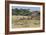 Zebras and Wildebeests (Connochaetes Taurinus) During Migration, Serengeti National Park, Tanzania-null-Framed Photographic Print