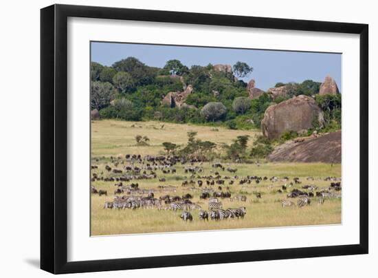 Zebras and Wildebeests (Connochaetes Taurinus) During Migration, Serengeti National Park, Tanzania-null-Framed Photographic Print