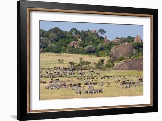 Zebras and Wildebeests (Connochaetes Taurinus) During Migration, Serengeti National Park, Tanzania-null-Framed Photographic Print