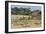 Zebras and Wildebeests (Connochaetes Taurinus) During Migration, Serengeti National Park, Tanzania-null-Framed Photographic Print