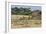 Zebras and Wildebeests (Connochaetes Taurinus) During Migration, Serengeti National Park, Tanzania-null-Framed Photographic Print