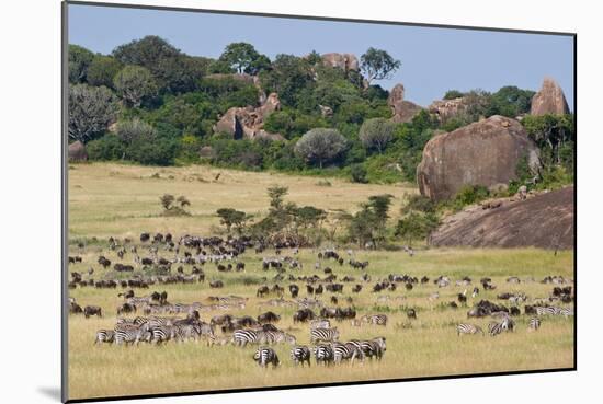 Zebras and Wildebeests (Connochaetes Taurinus) During Migration, Serengeti National Park, Tanzania-null-Mounted Photographic Print