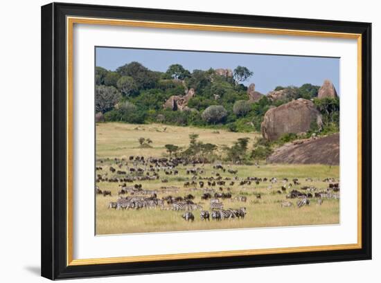 Zebras and Wildebeests (Connochaetes Taurinus) During Migration, Serengeti National Park, Tanzania-null-Framed Photographic Print