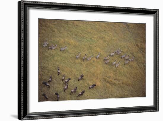 Zebras and Wildebeests-DLILLC-Framed Photographic Print