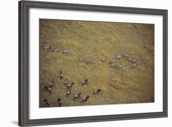 Zebras and Wildebeests-DLILLC-Framed Photographic Print