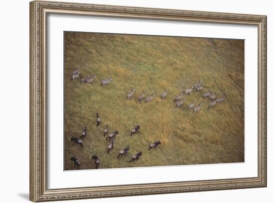 Zebras and Wildebeests-DLILLC-Framed Photographic Print