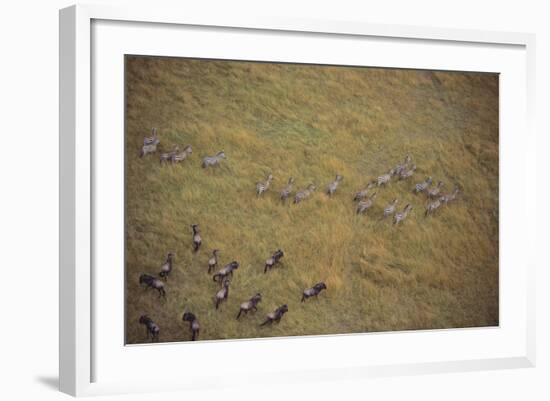 Zebras and Wildebeests-DLILLC-Framed Photographic Print