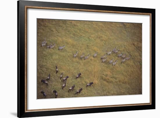 Zebras and Wildebeests-DLILLC-Framed Photographic Print