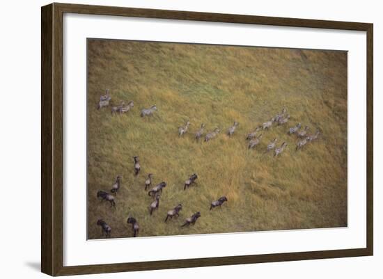 Zebras and Wildebeests-DLILLC-Framed Photographic Print