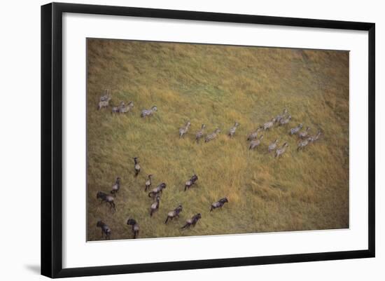 Zebras and Wildebeests-DLILLC-Framed Photographic Print