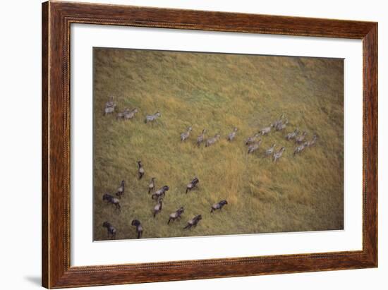 Zebras and Wildebeests-DLILLC-Framed Photographic Print