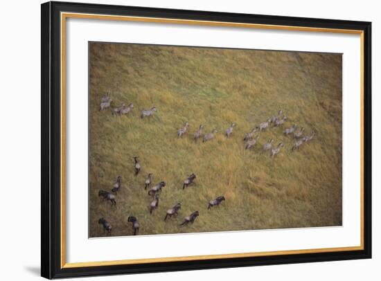 Zebras and Wildebeests-DLILLC-Framed Photographic Print