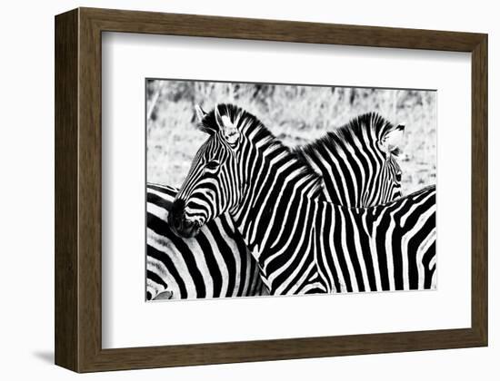 Zebras at Dawn-null-Framed Art Print