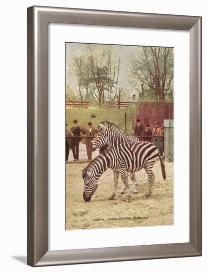 Zebras at Lincoln Park Zoo-null-Framed Art Print