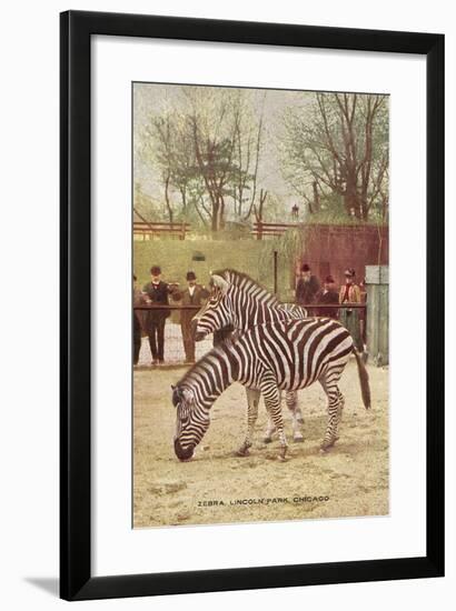 Zebras at Lincoln Park Zoo-null-Framed Art Print