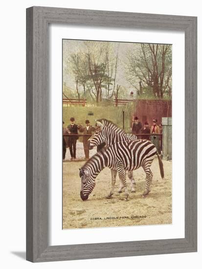 Zebras at Lincoln Park Zoo-null-Framed Art Print
