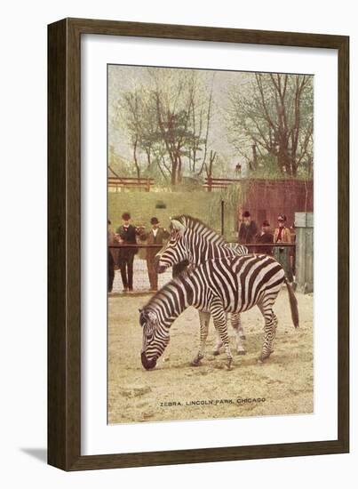 Zebras at Lincoln Park Zoo-null-Framed Art Print