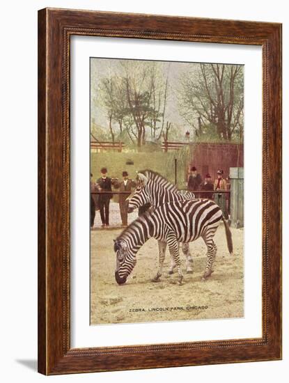 Zebras at Lincoln Park Zoo-null-Framed Art Print