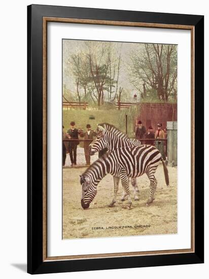 Zebras at Lincoln Park Zoo-null-Framed Art Print