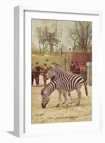 Zebras at Lincoln Park Zoo-null-Framed Art Print