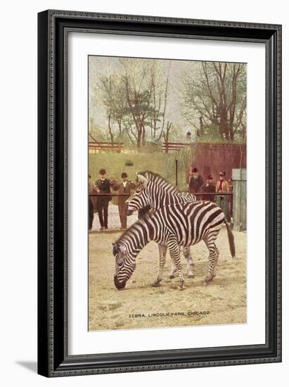 Zebras at Lincoln Park Zoo-null-Framed Art Print