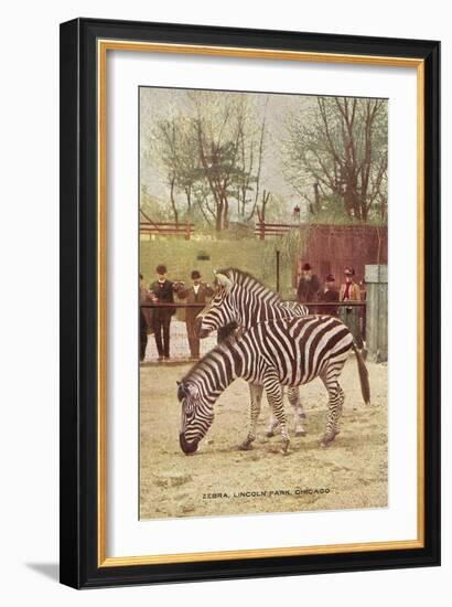 Zebras at Lincoln Park Zoo-null-Framed Art Print