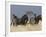 Zebras at Nechisar National Park, Arba Minch, Rift Valley Region, Ethiopia, Africa-Carlo Morucchio-Framed Photographic Print