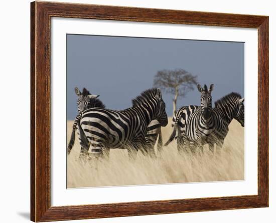 Zebras at Nechisar National Park, Arba Minch, Rift Valley Region, Ethiopia, Africa-Carlo Morucchio-Framed Photographic Print