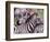 Zebras at Rest, Tanzania-David Northcott-Framed Photographic Print