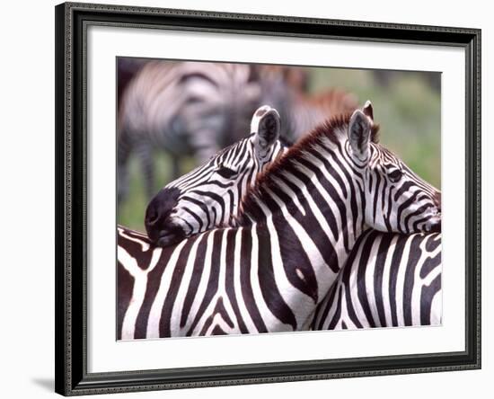 Zebras at Rest, Tanzania-David Northcott-Framed Photographic Print