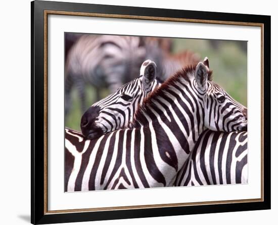 Zebras at Rest, Tanzania-David Northcott-Framed Photographic Print