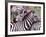 Zebras at Rest, Tanzania-David Northcott-Framed Photographic Print