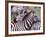 Zebras at Rest, Tanzania-David Northcott-Framed Photographic Print