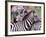 Zebras at Rest, Tanzania-David Northcott-Framed Photographic Print