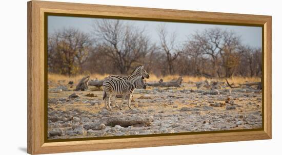 Zebras at Sunrise-Alex Saberi-Framed Premier Image Canvas