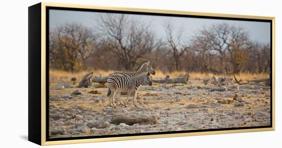 Zebras at Sunrise-Alex Saberi-Framed Premier Image Canvas